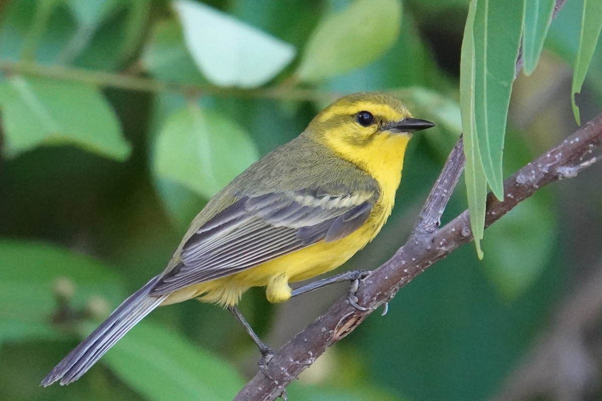 Vitelline Warbler - ML636269421