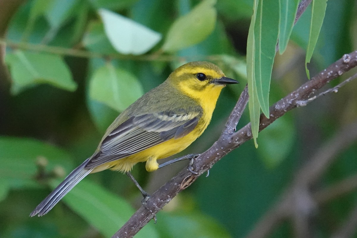 Vitelline Warbler - ML636269422
