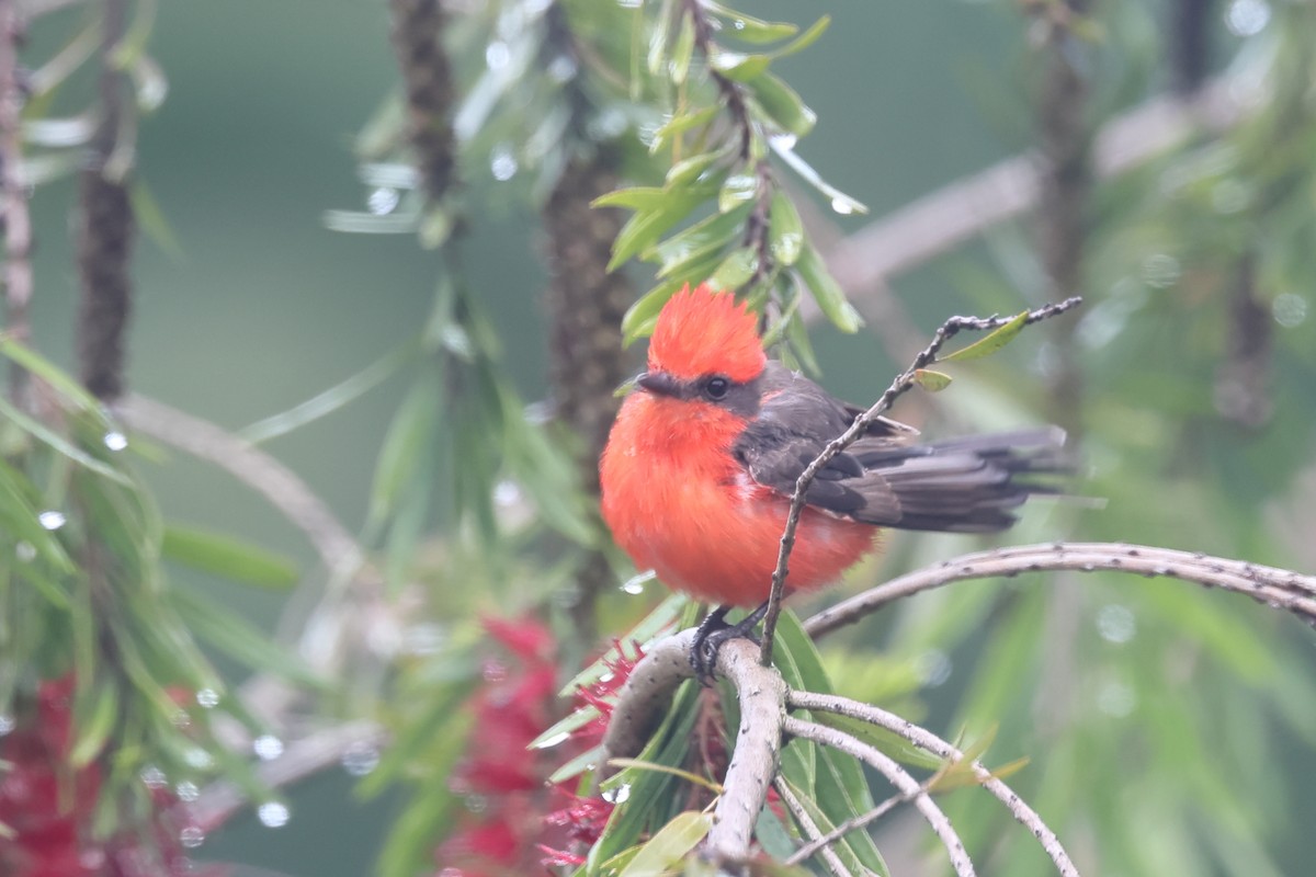 Vermilion Flycatcher (obscurus Group) - ML636269424