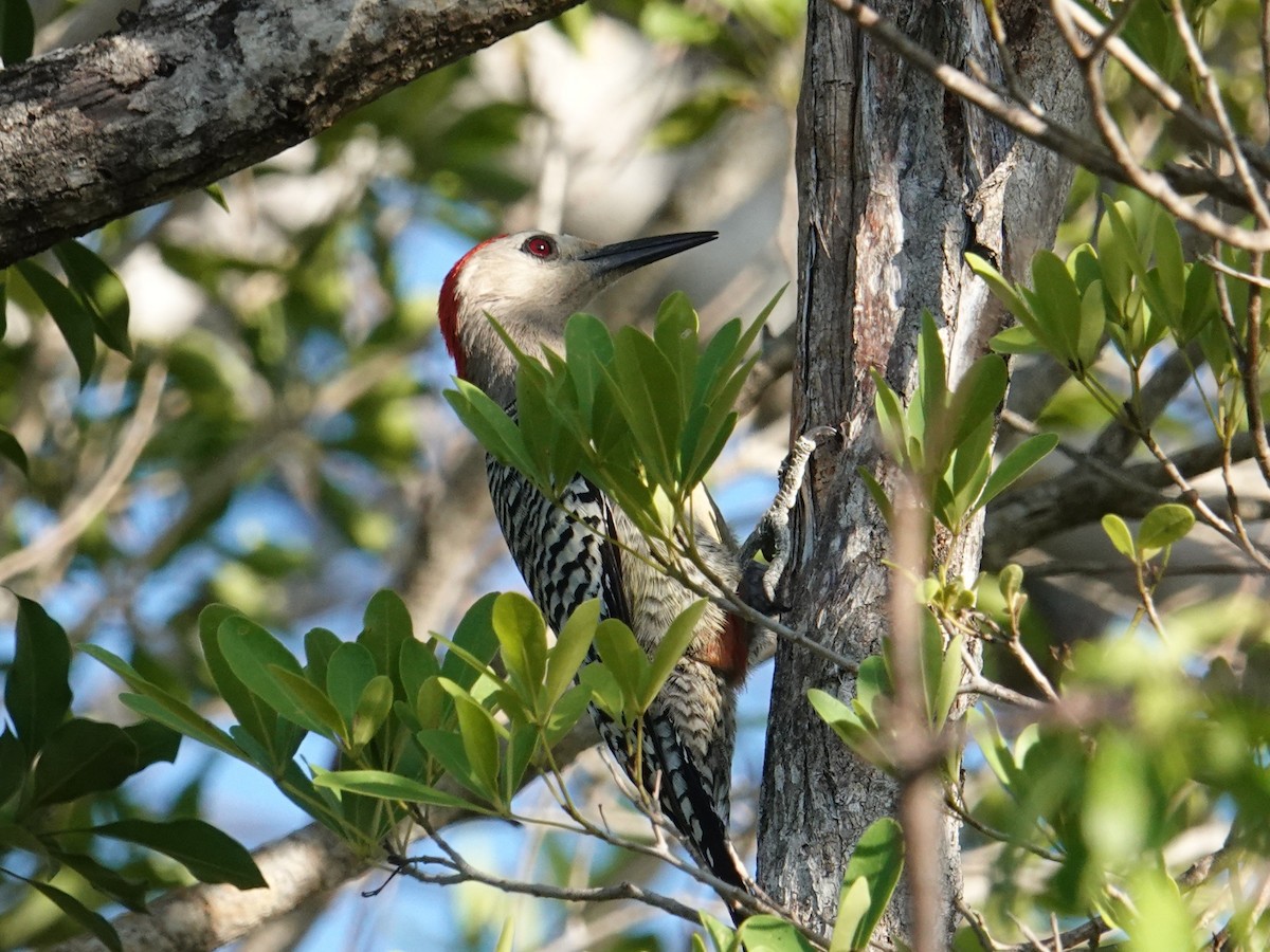 West Indian Woodpecker - ML636269443