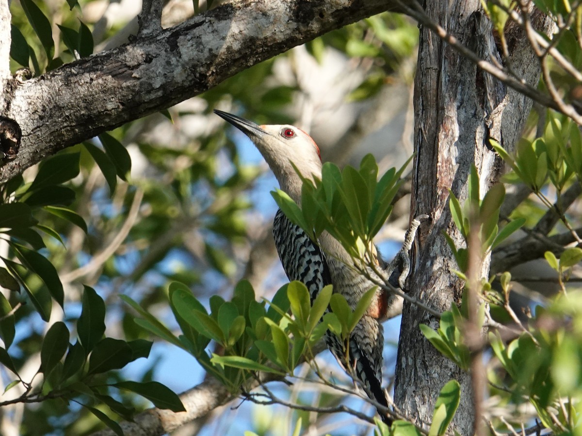 West Indian Woodpecker - ML636269444
