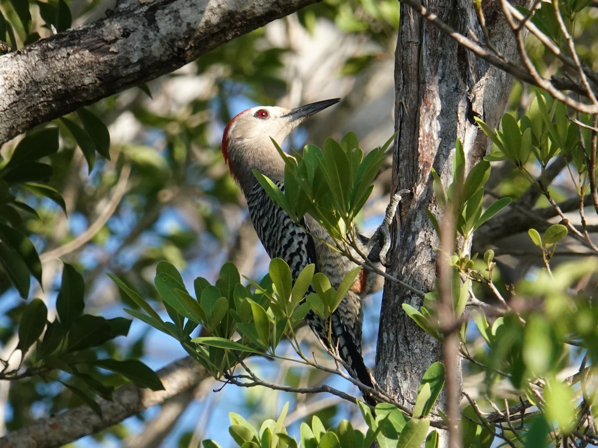 West Indian Woodpecker - ML636269445