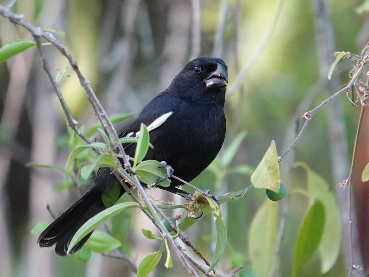 Grand Cayman Bullfinch - ML636269453