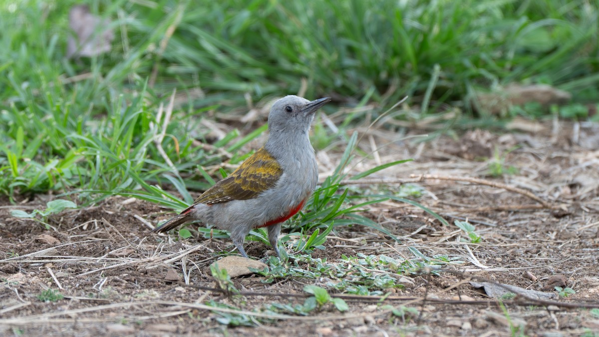 African Gray Woodpecker - ML636269483