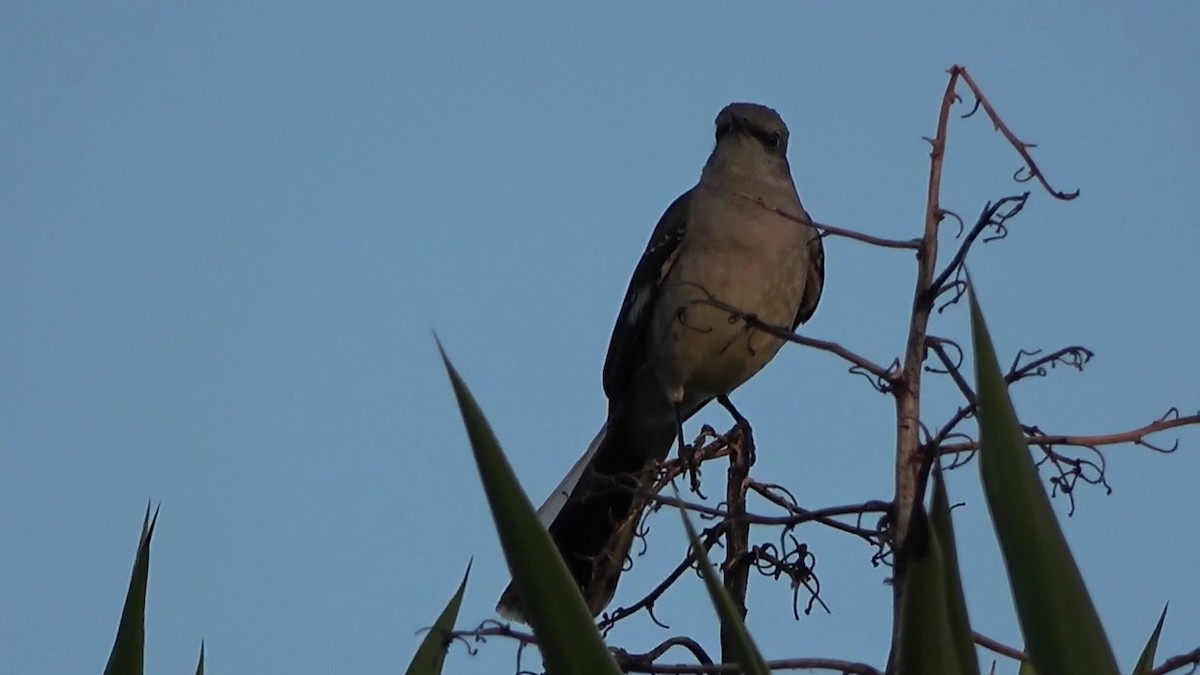 Northern Mockingbird - ML636269498