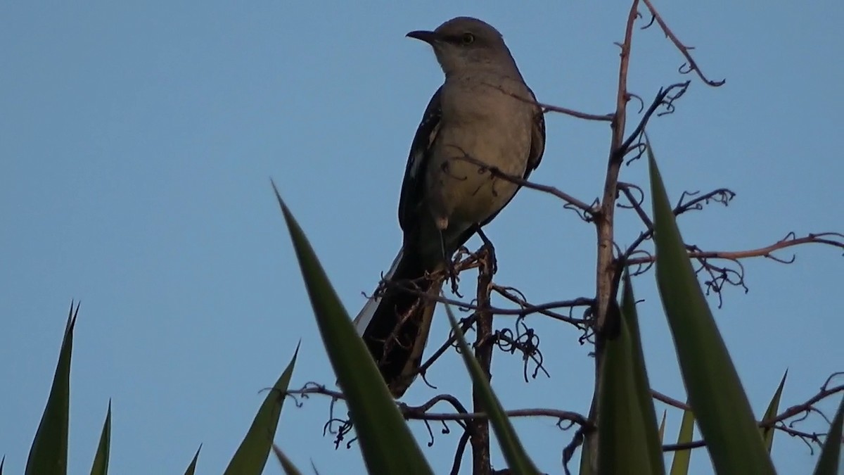 Northern Mockingbird - ML636269499