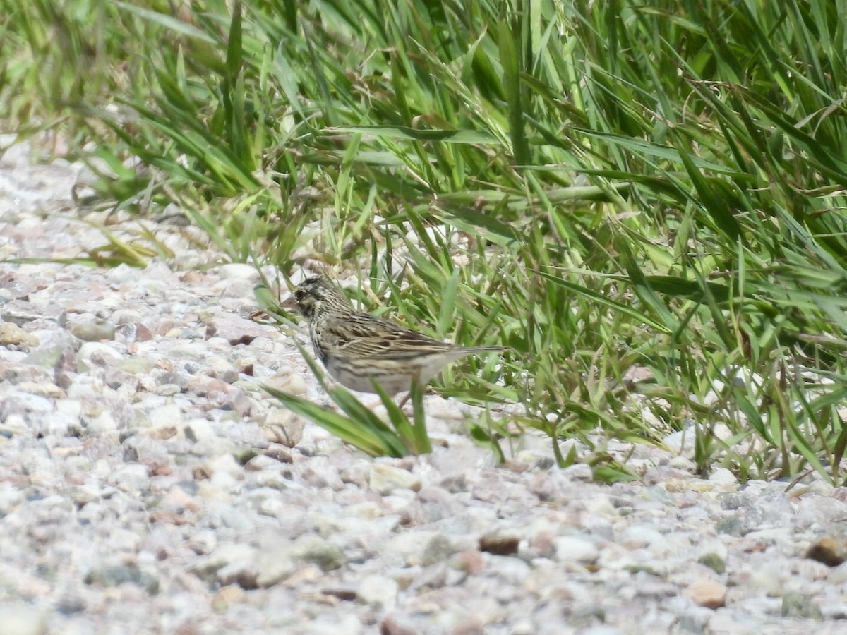 Song Sparrow - ML636269582