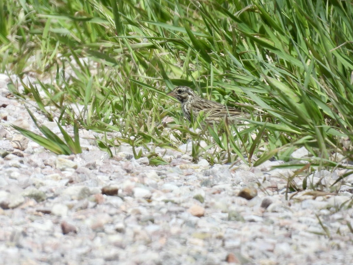Song Sparrow - ML636269673