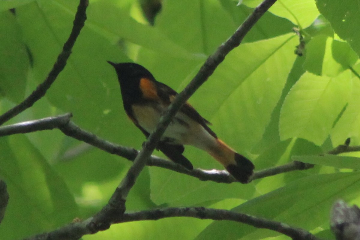 American Redstart - ML636269674