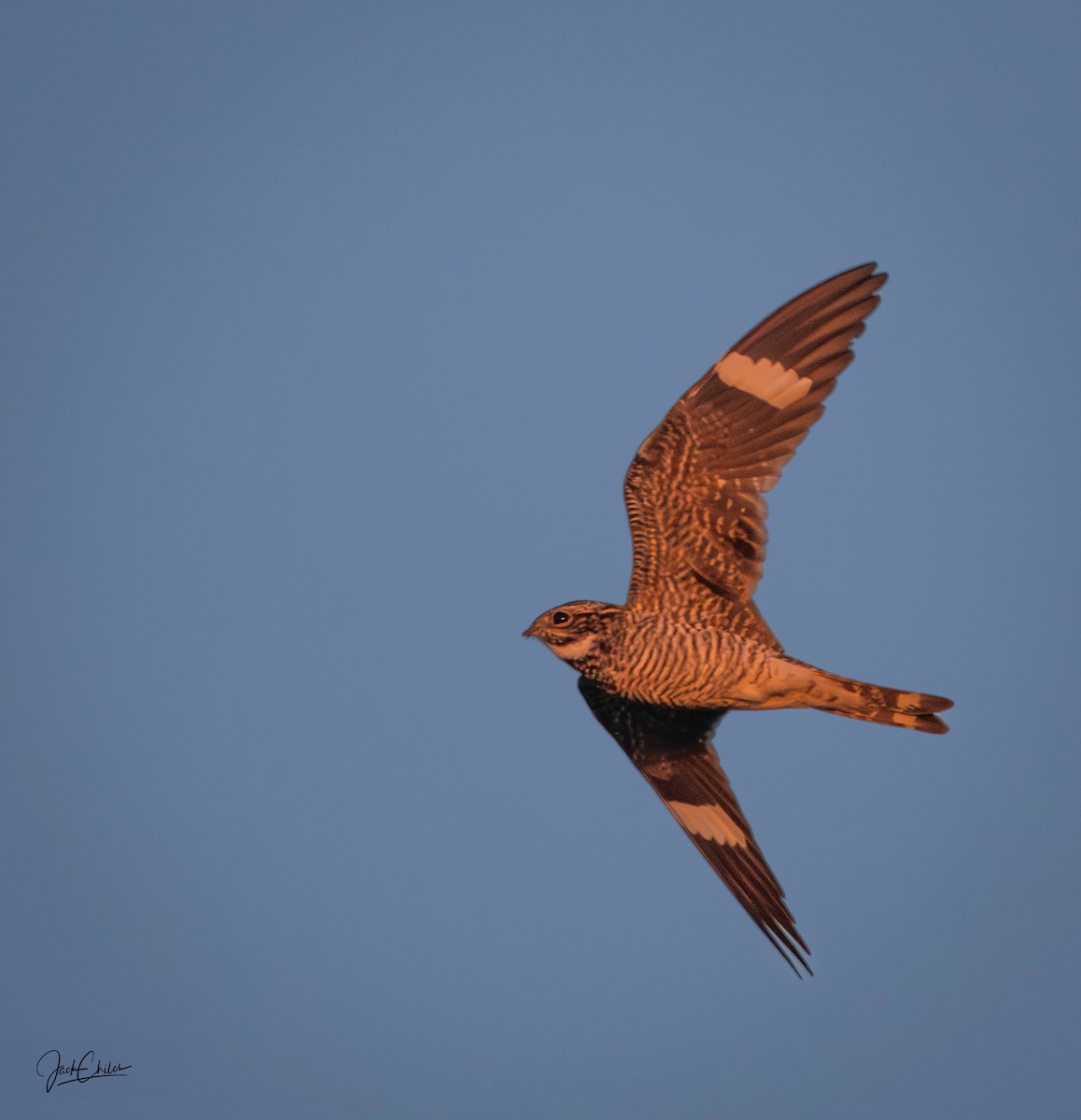 Common Nighthawk - ML636269683