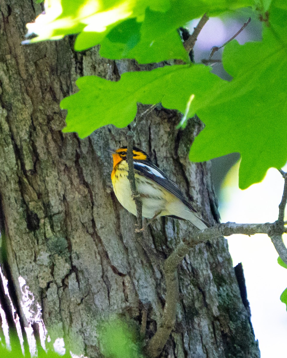 Blackburnian Warbler - ML636269707
