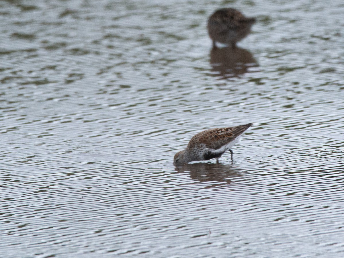Dunlin - ML636269746