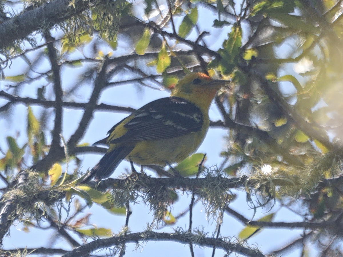 ニシフウキンチョウ - ML636269770