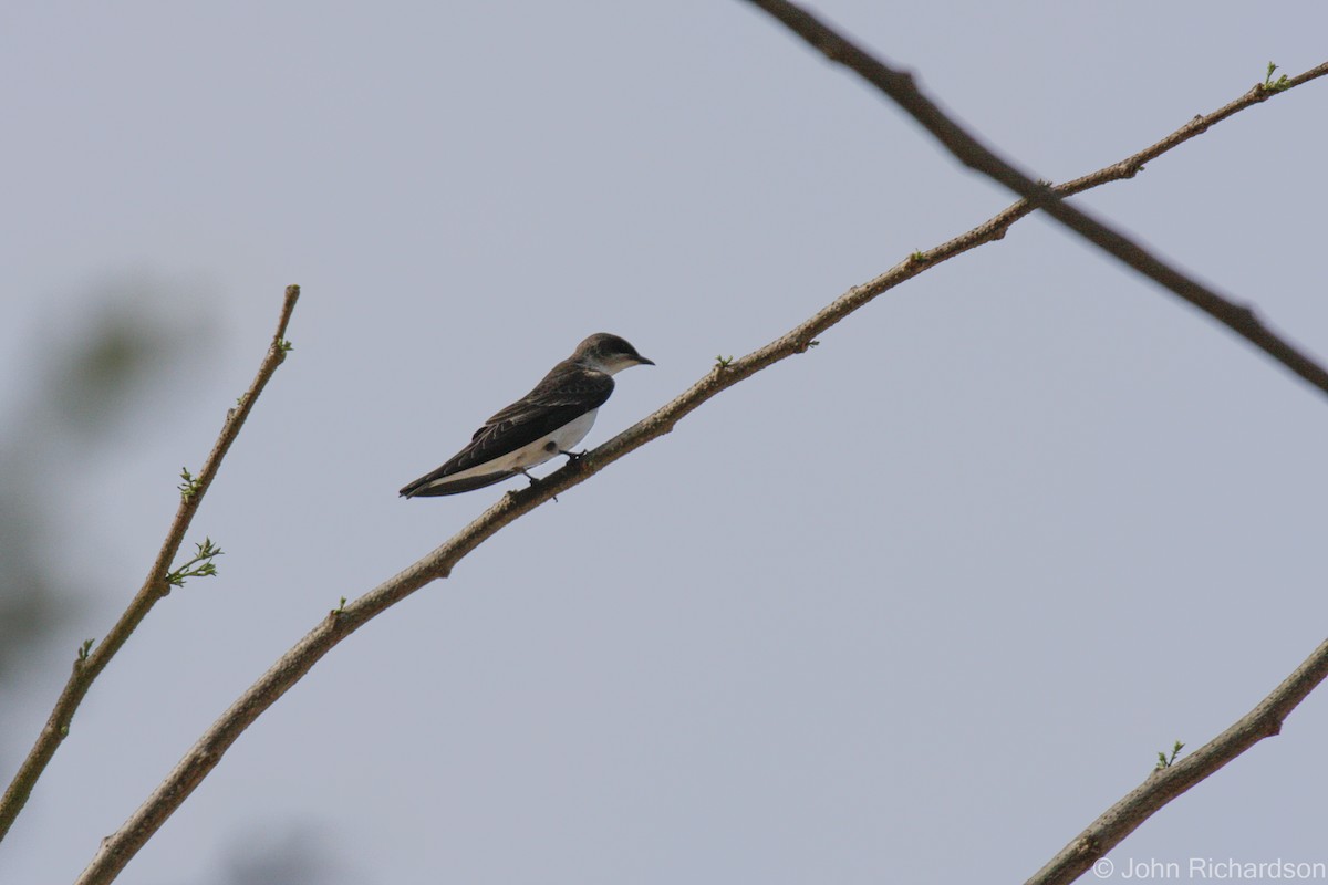 White-rumped Swallow - ML636269909