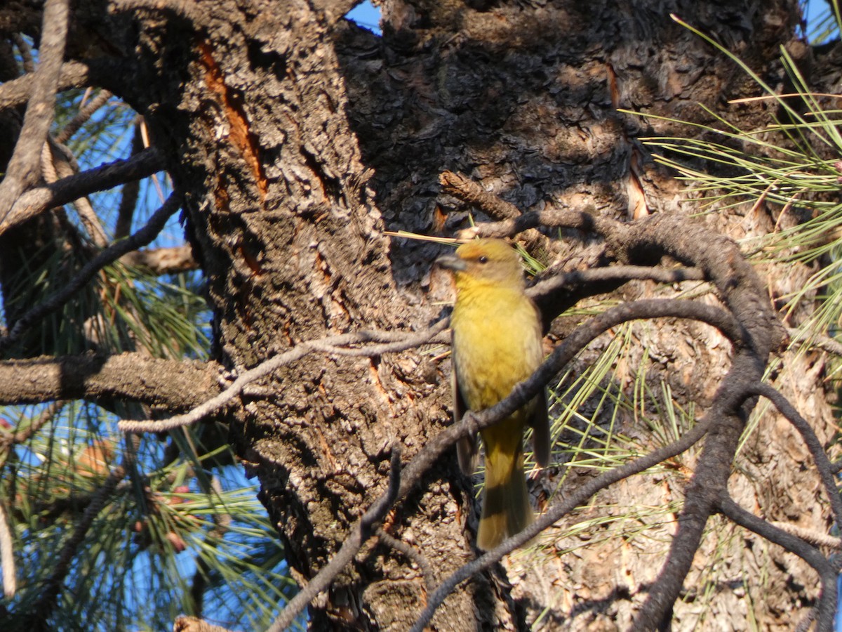 Hepatic Tanager - ML636270000