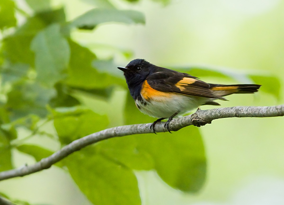 American Redstart - ML636270010