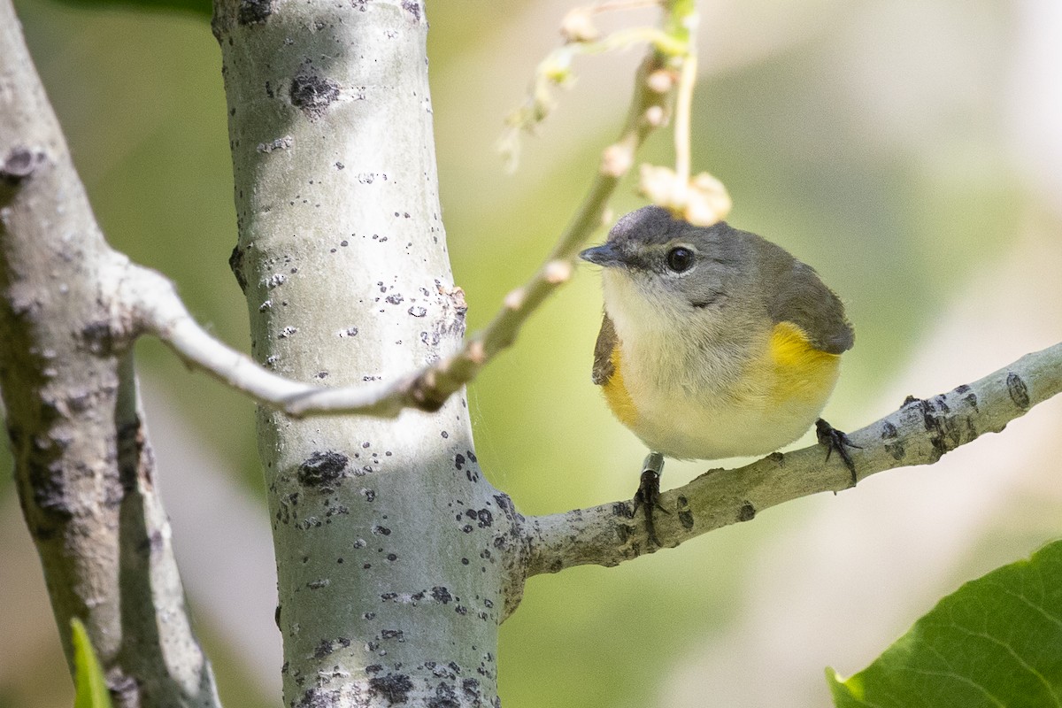 American Redstart - ML636270064