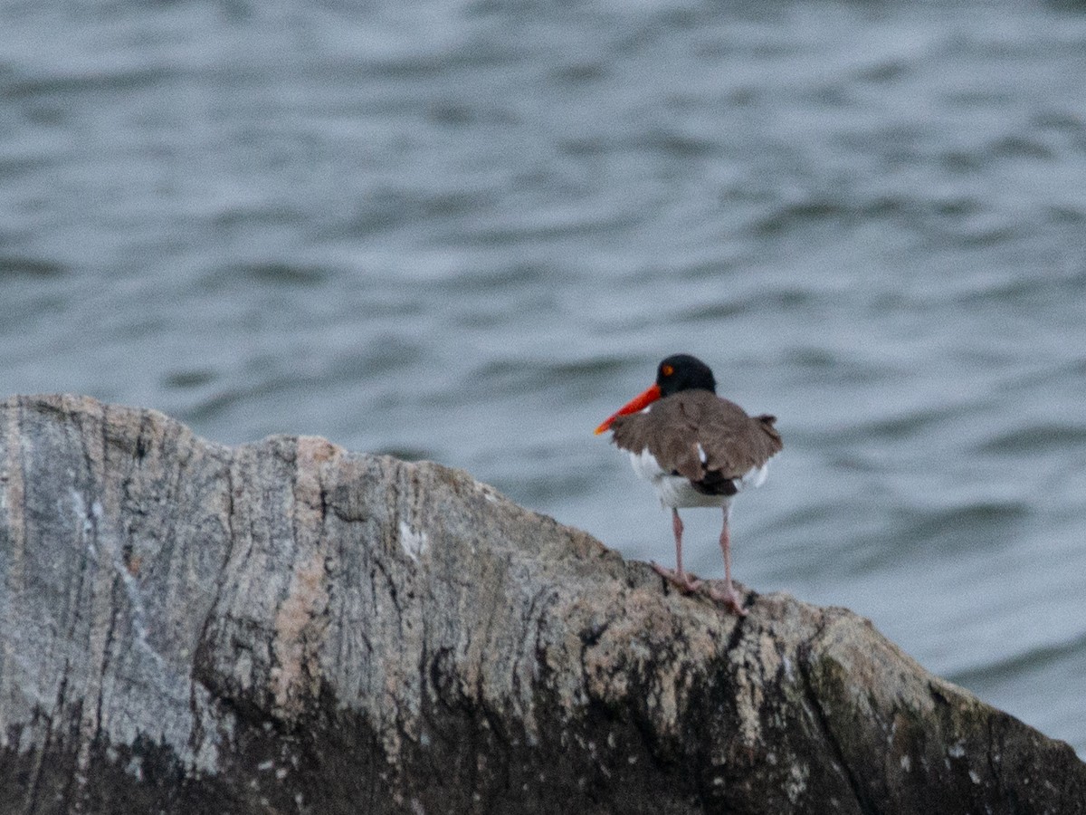 American Oystercatcher - ML636270119