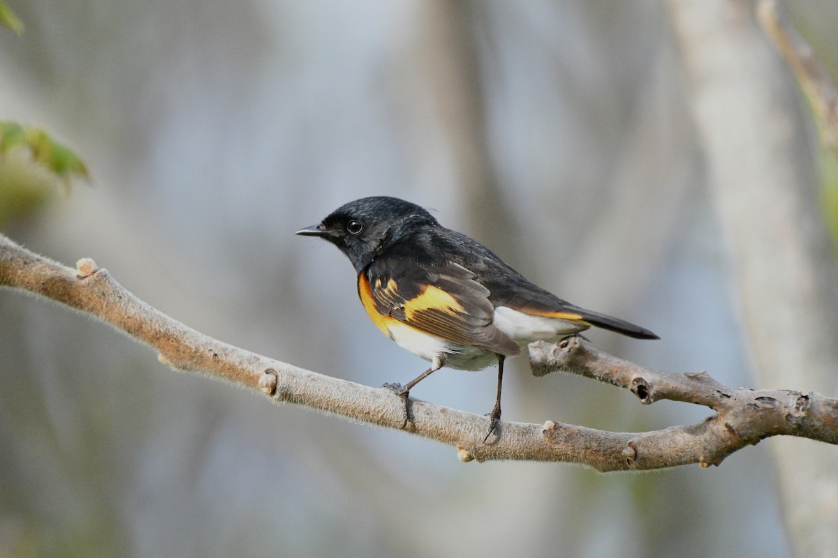 American Redstart - ML636270283