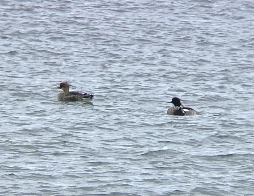 Red-breasted Merganser - ML636270287