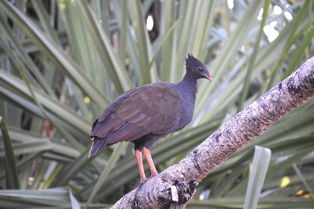 Orange-footed Megapode - ML636270342