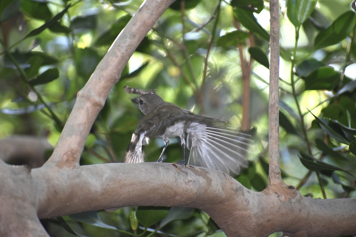 Gray Whistler (Brown) - ML636270638