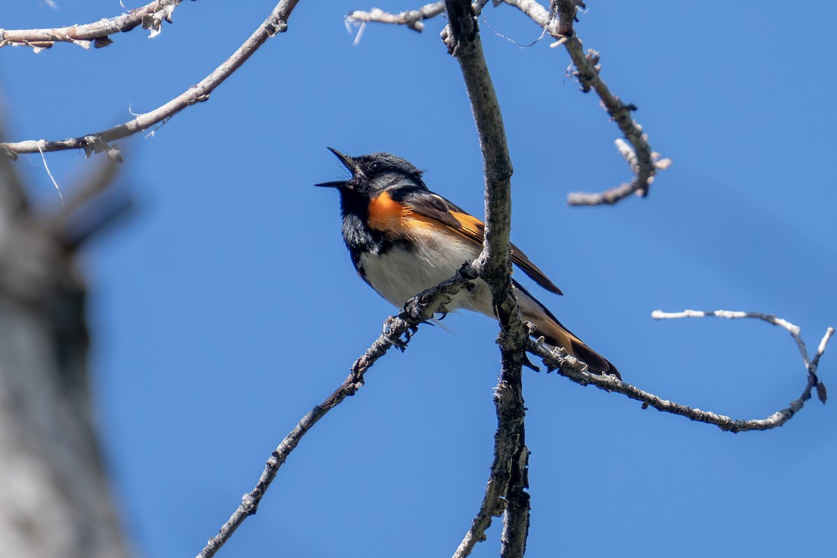 American Redstart - ML636270649
