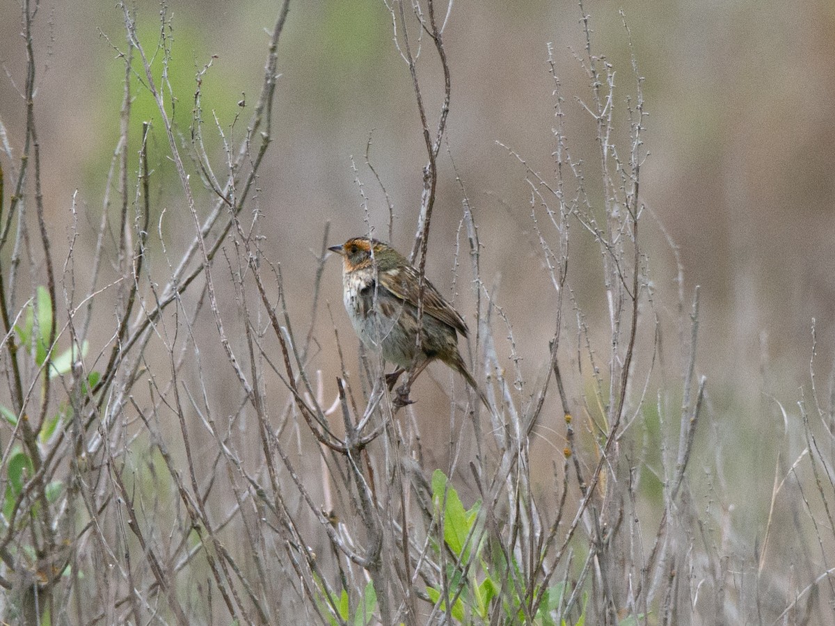 Saltmarsh Sparrow - ML636270672