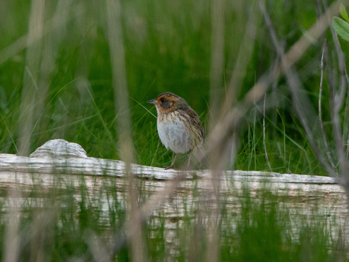 Saltmarsh Sparrow - ML636270673