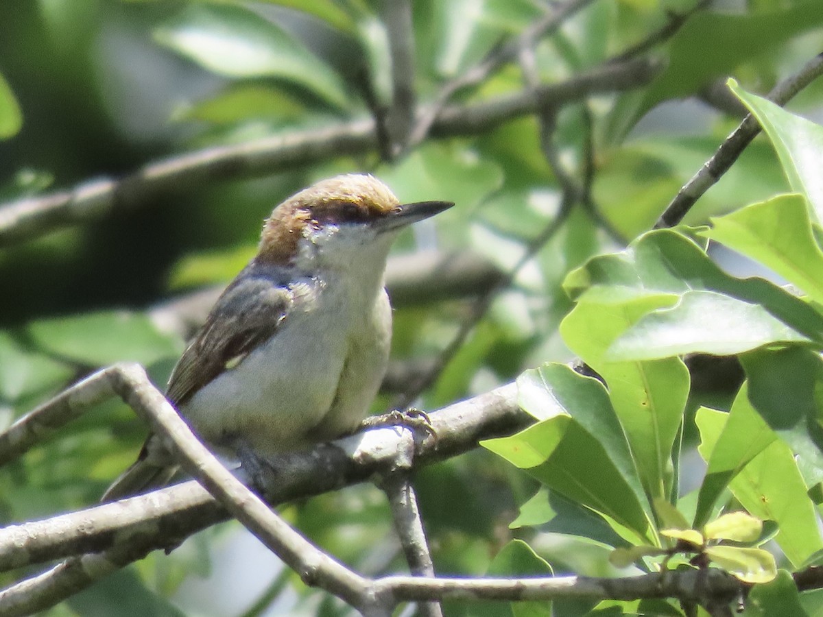 Brown-headed Nuthatch - ML636270691