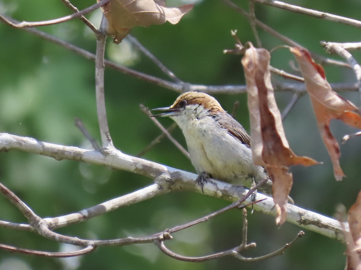 Brown-headed Nuthatch - ML636270692