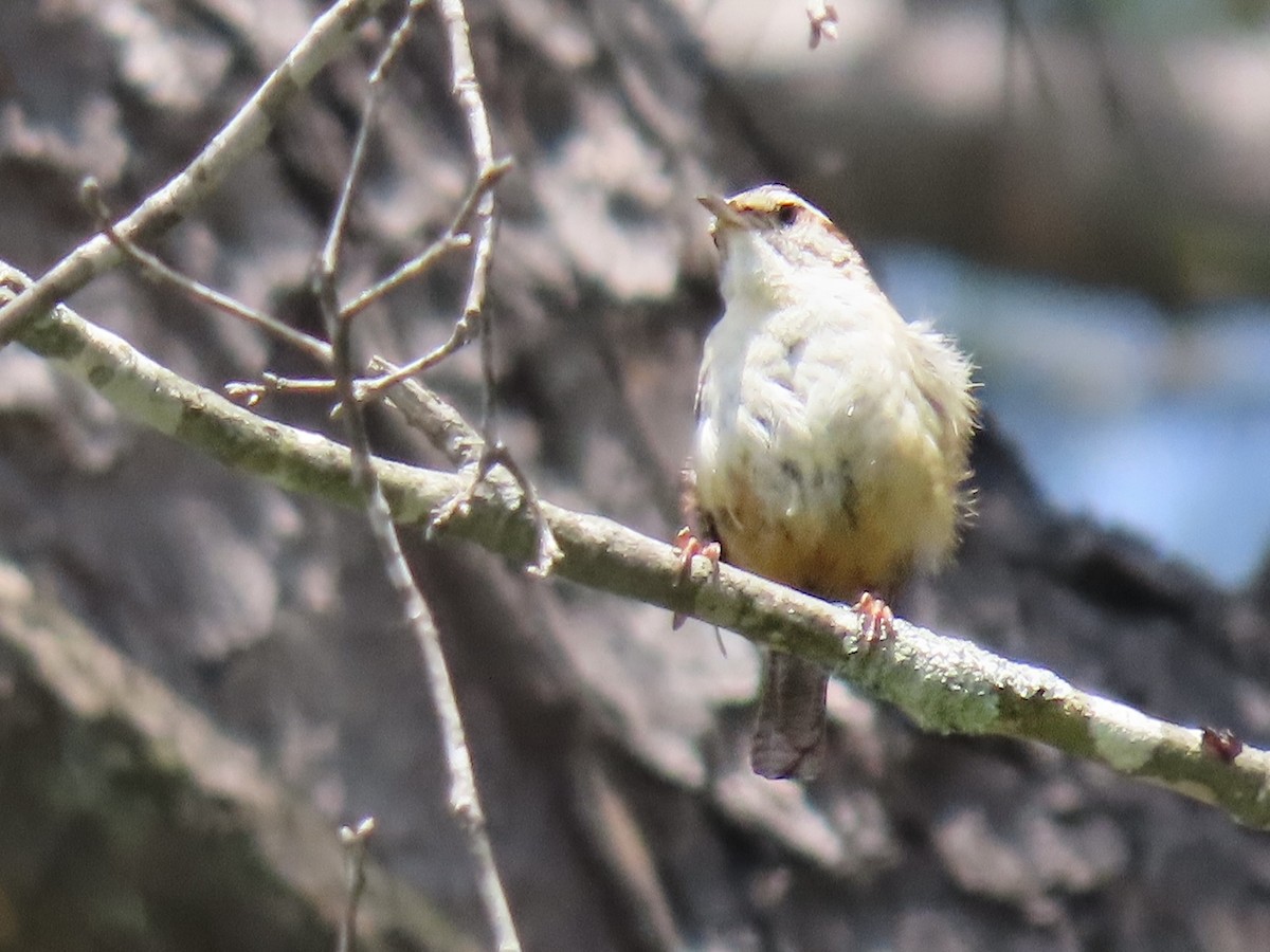 Brown-headed Nuthatch - ML636270693