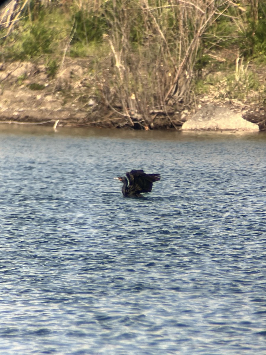 Double-crested Cormorant - ML636270805