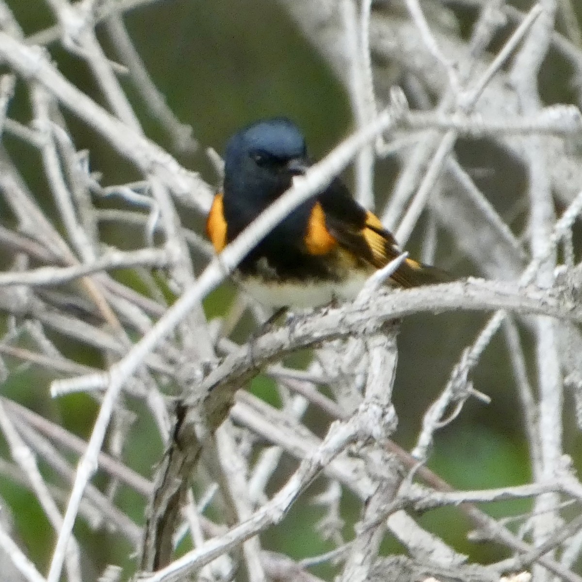 American Redstart - ML636270837