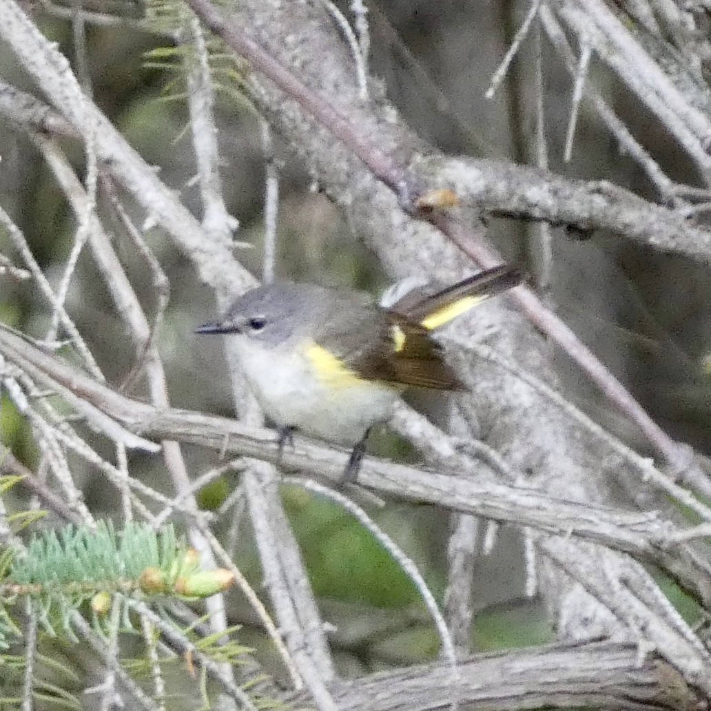American Redstart - ML636270838