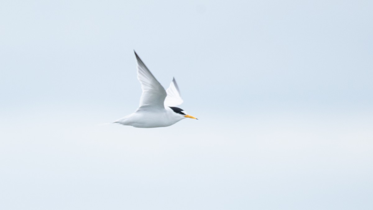 Least Tern - ML636270862
