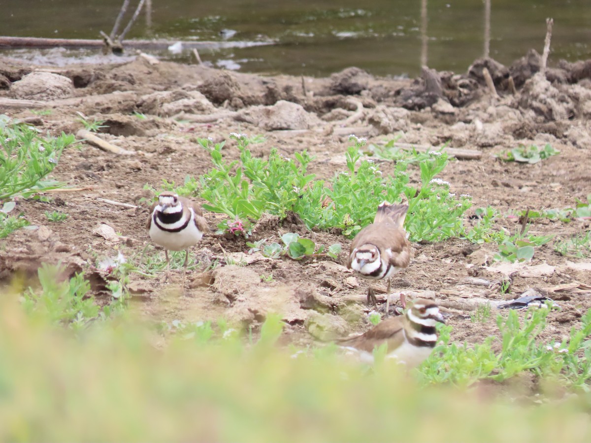 Killdeer - ML636270865