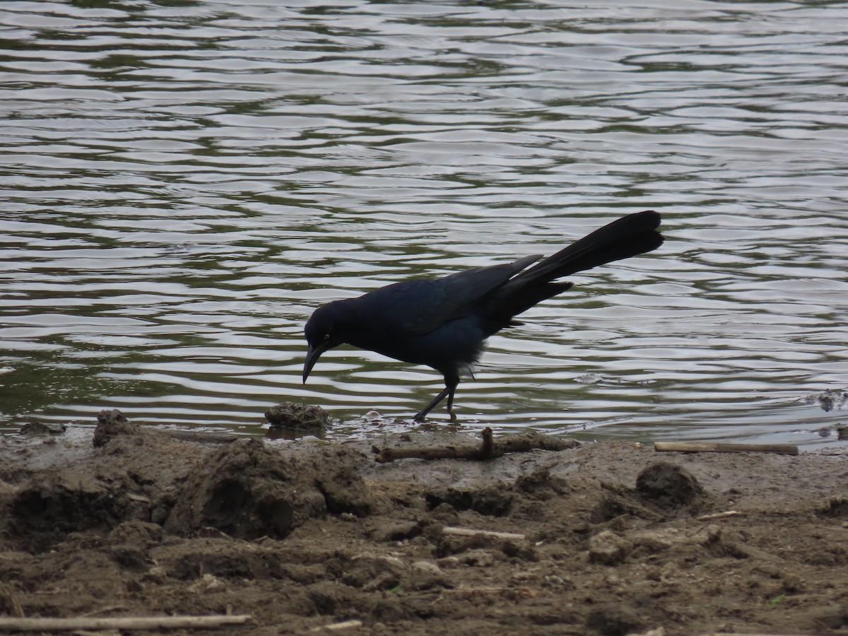 Great-tailed Grackle - ML636270878