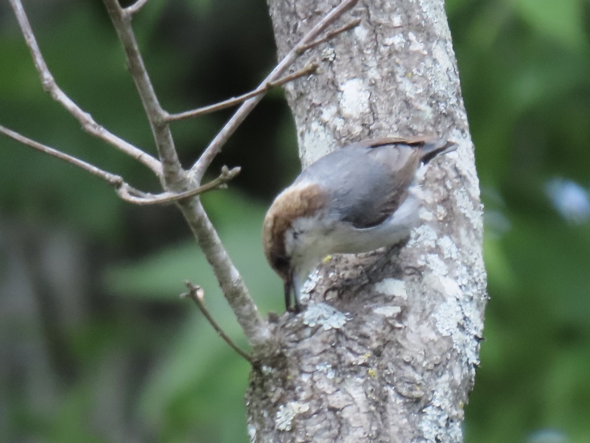 Brown-headed Nuthatch - ML636270880