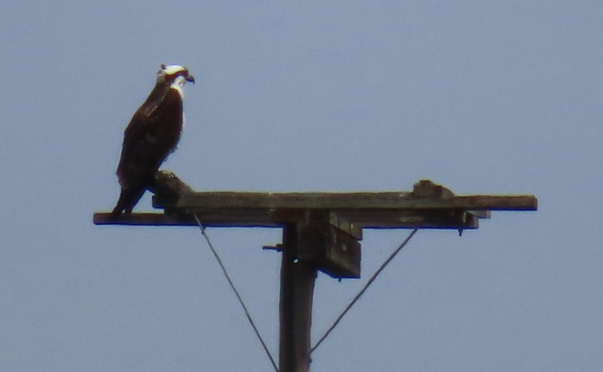Osprey - ML636270895