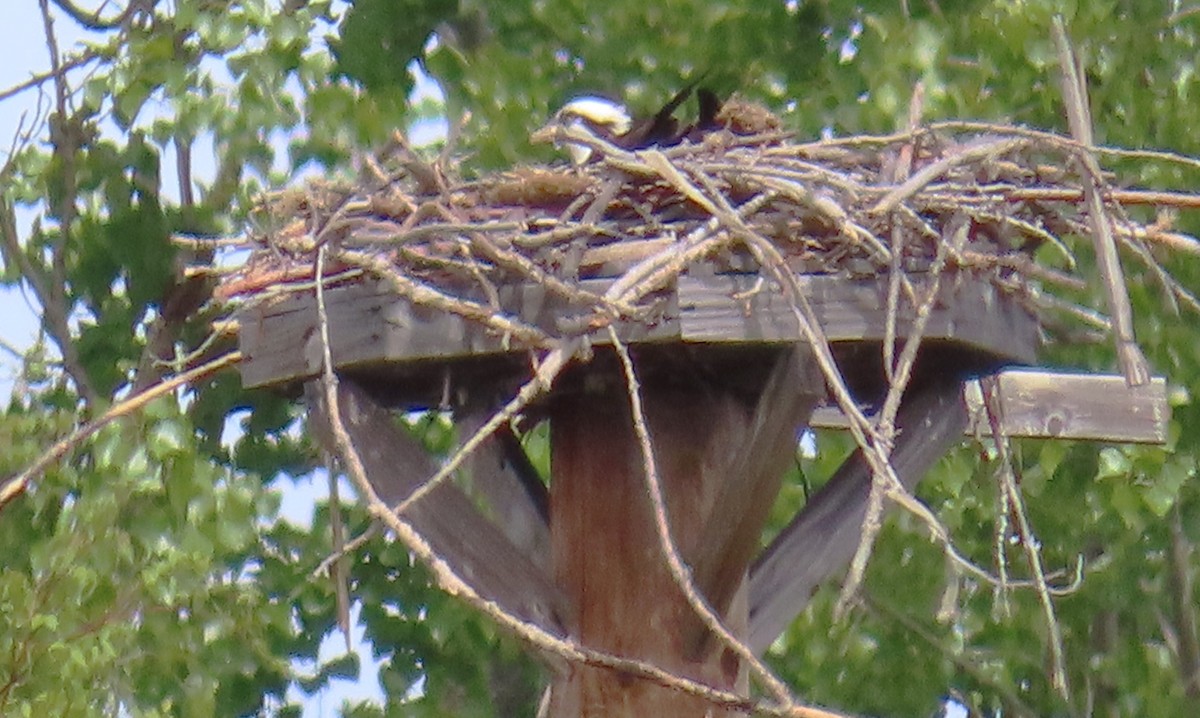 Osprey - ML636270896