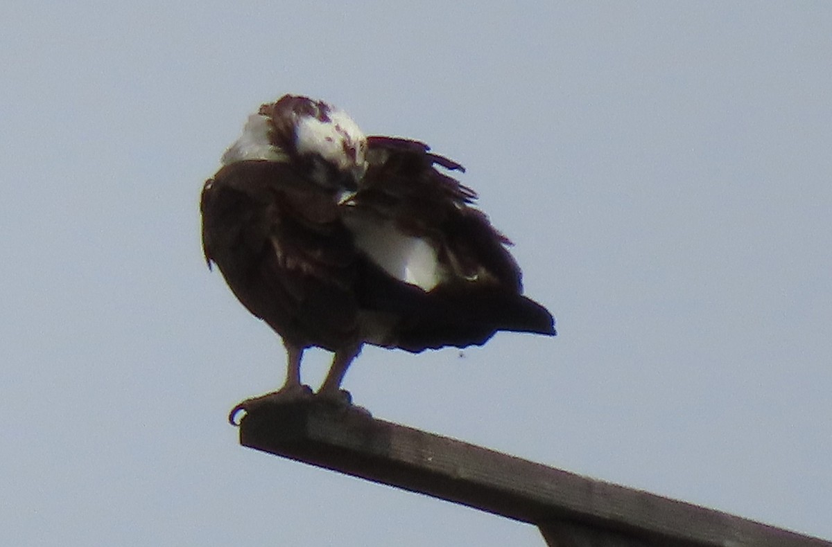Osprey - ML636270897