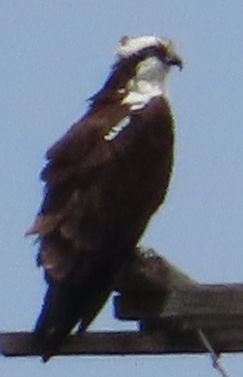 Osprey - ML636270898