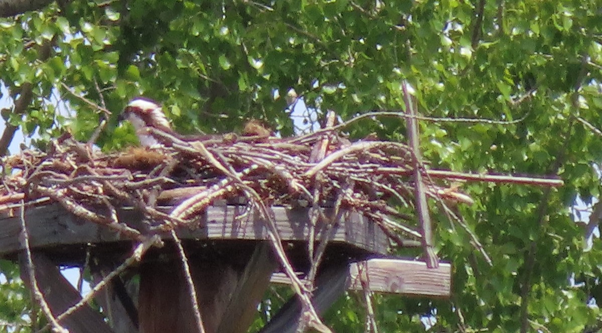 Osprey - ML636270899