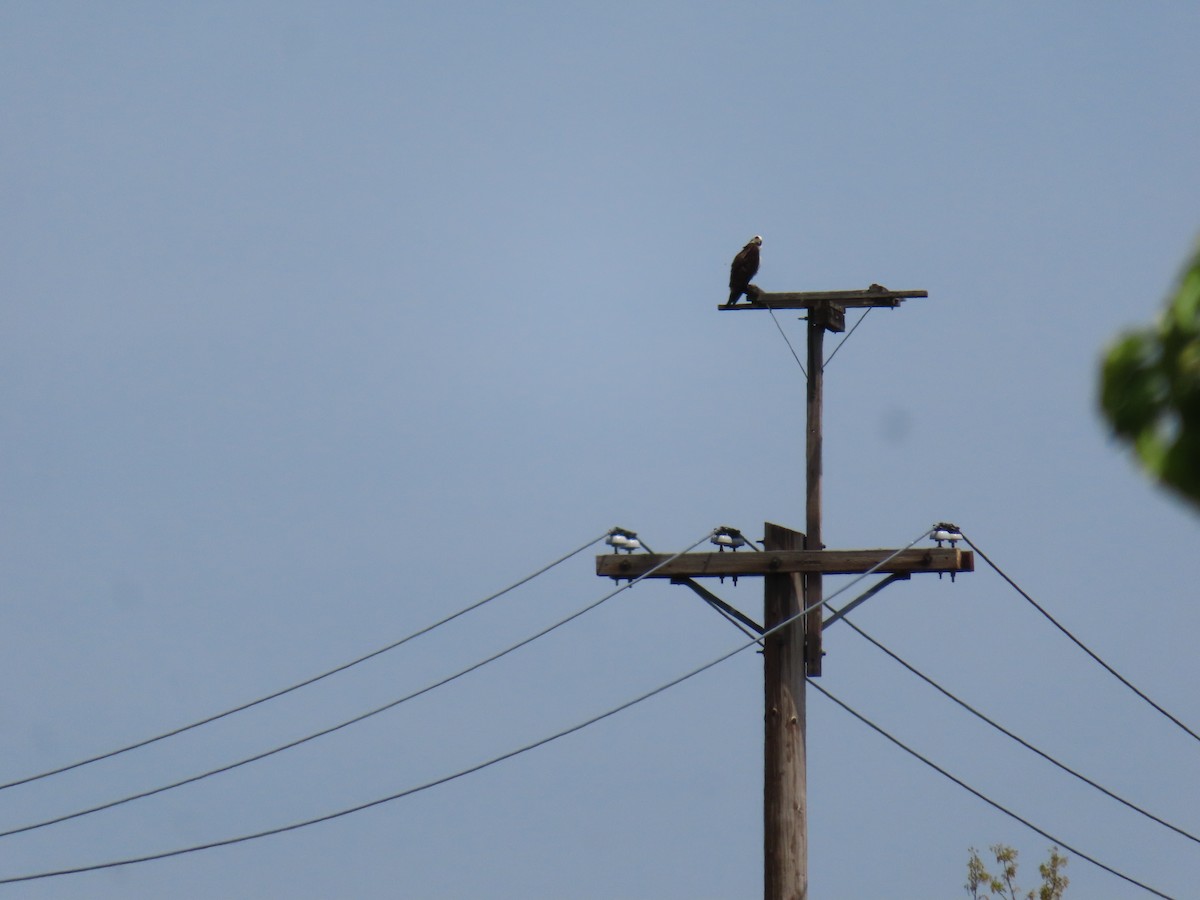 Osprey - ML636270900