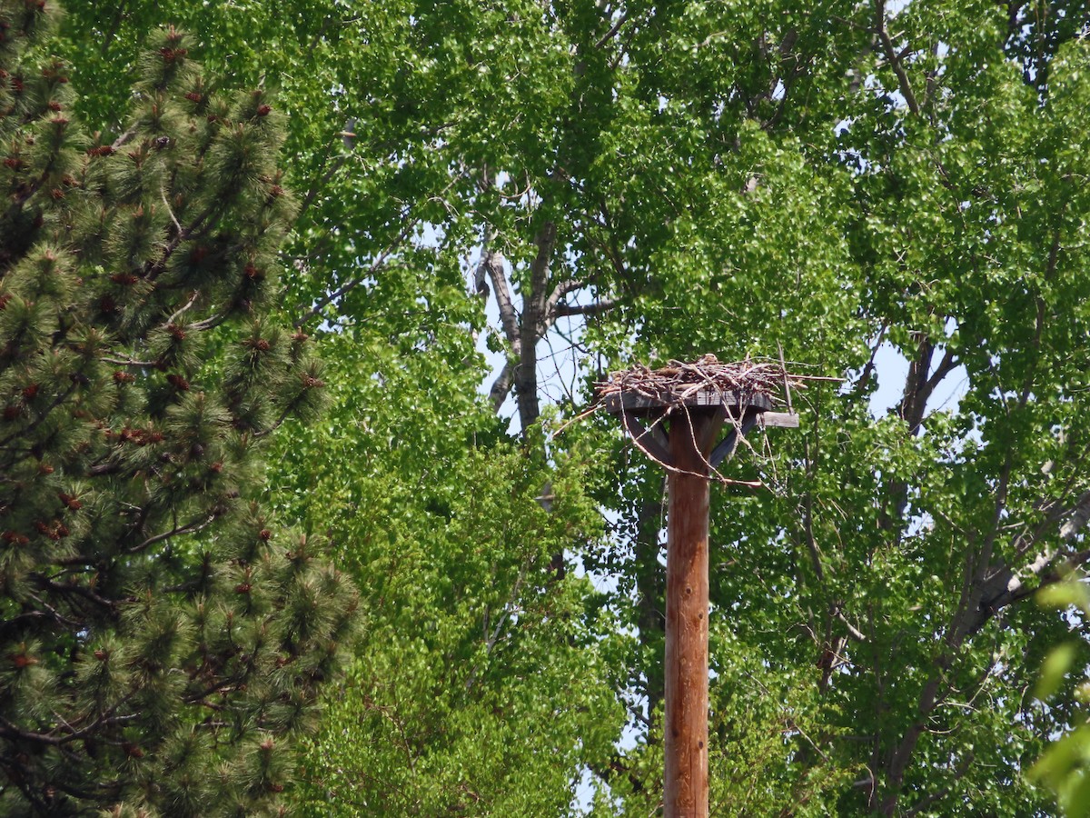 Osprey - ML636270901