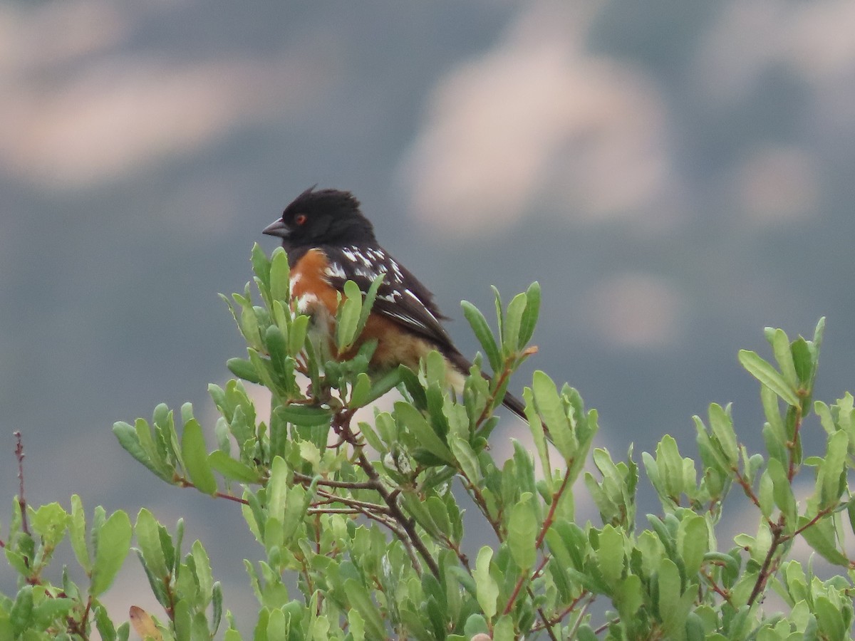 Spotted Towhee - ML636271021