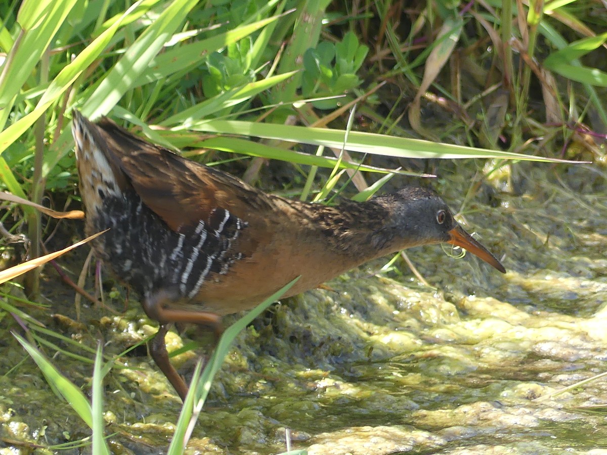 Virginia Rail - ML636271039