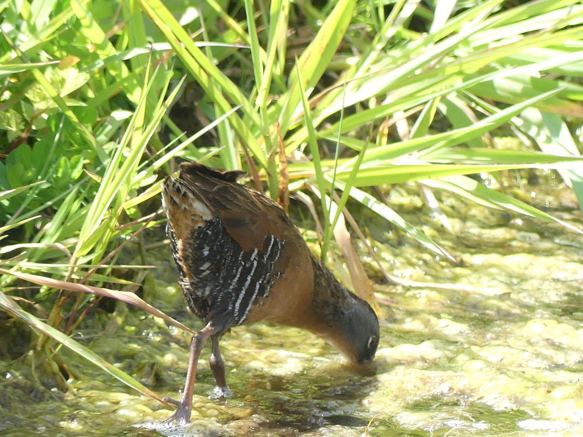 Virginia Rail - ML636271040