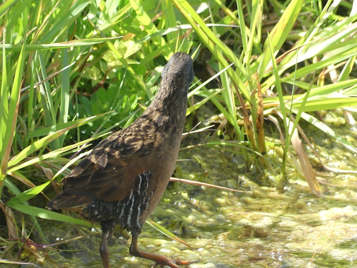Virginia Rail - ML636271041